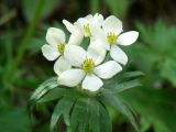 Anemonastrum crinitum