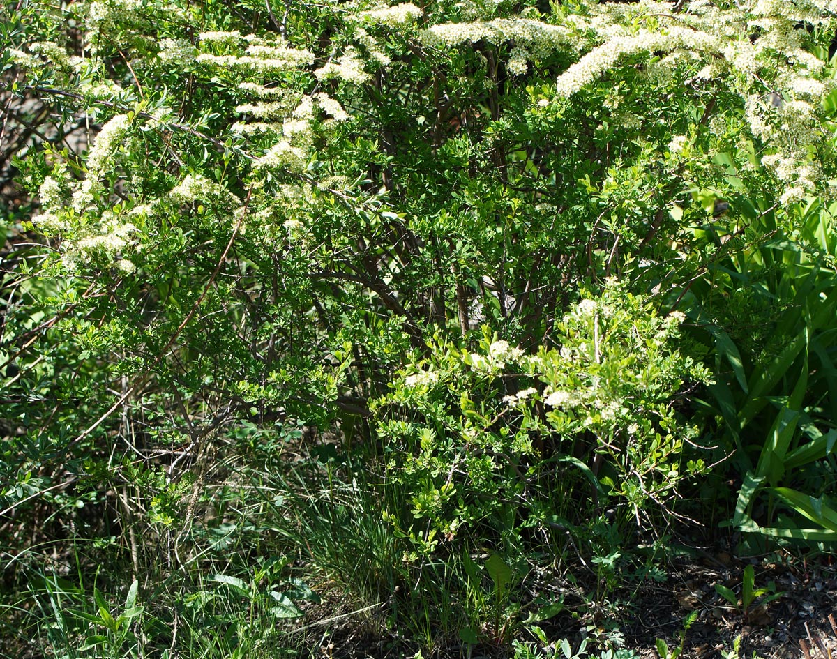 Image of Spiraea hypericifolia specimen.