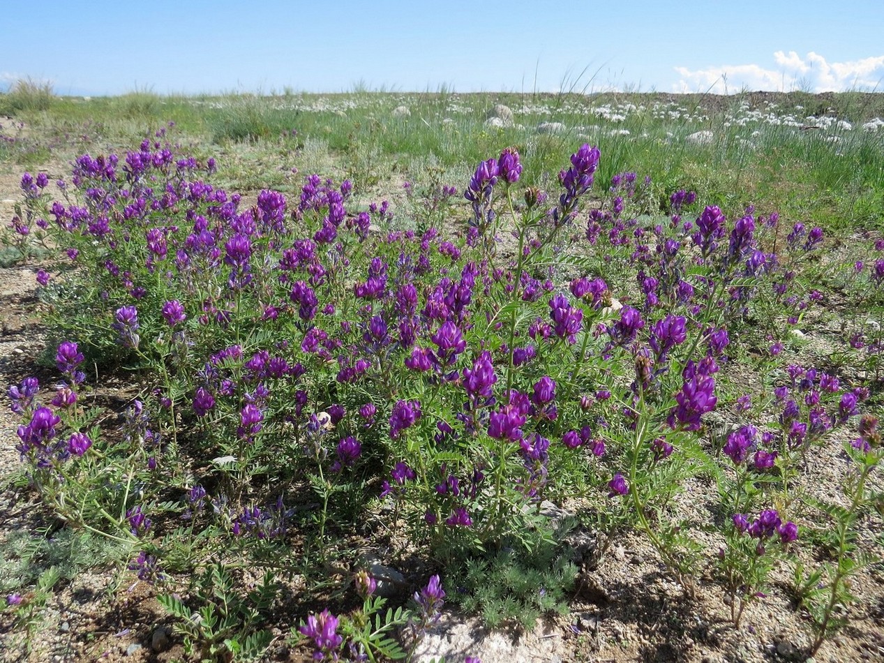 Изображение особи Astragalus davuricus.