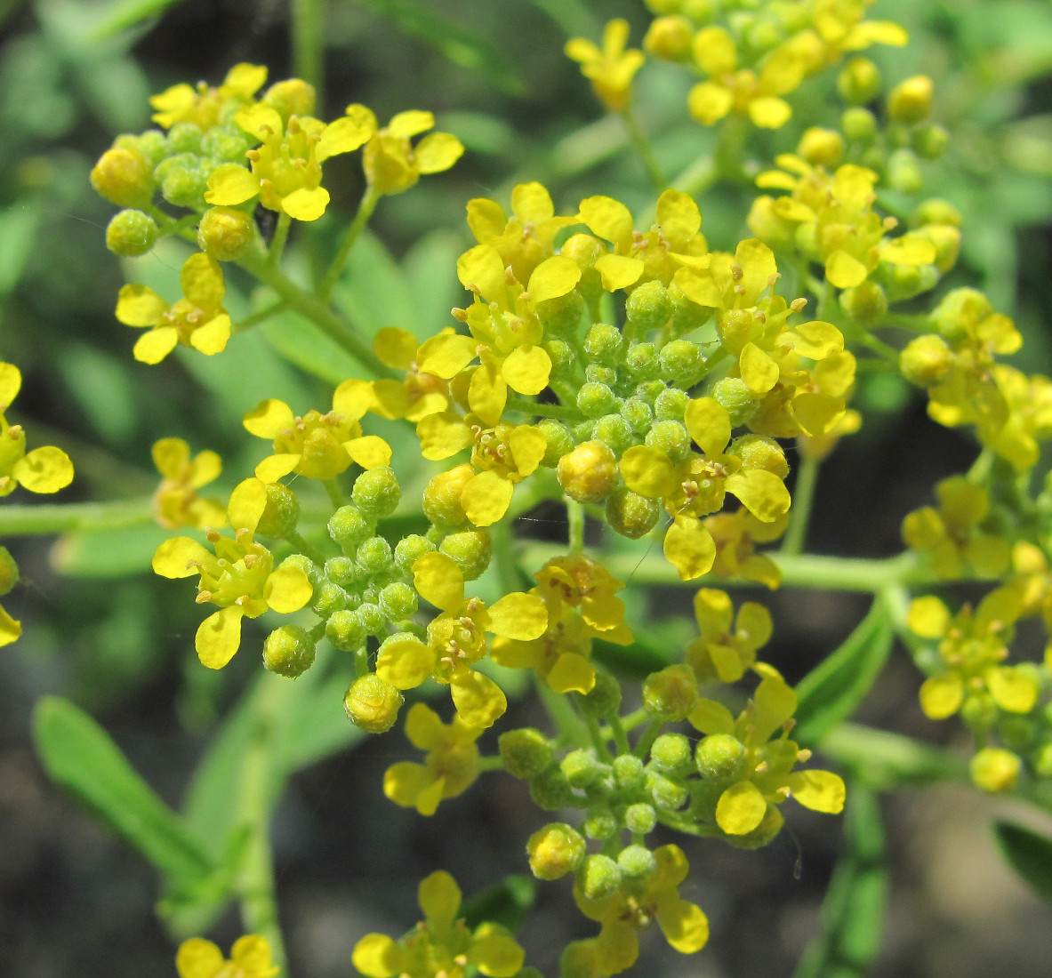 Изображение особи Odontarrhena muralis.