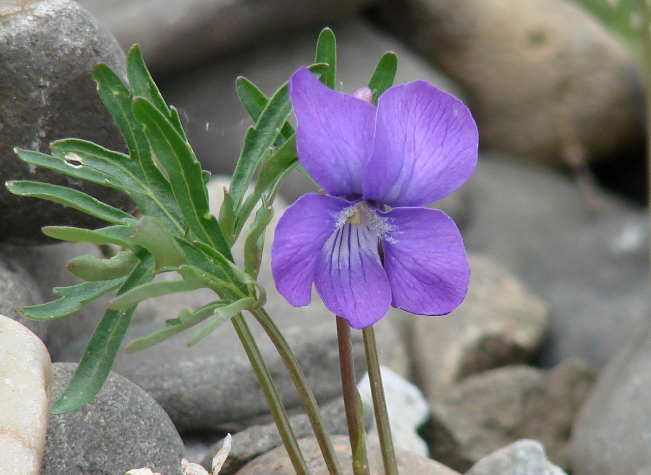 Изображение особи Viola dissecta.