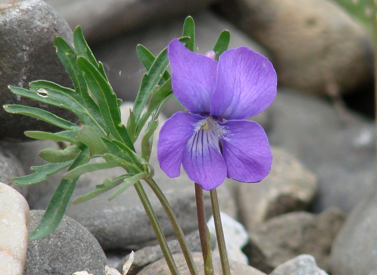 Image of Viola dissecta specimen.