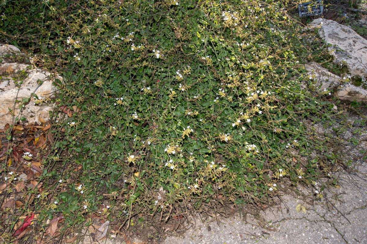 Image of Plumbago zeylanica specimen.