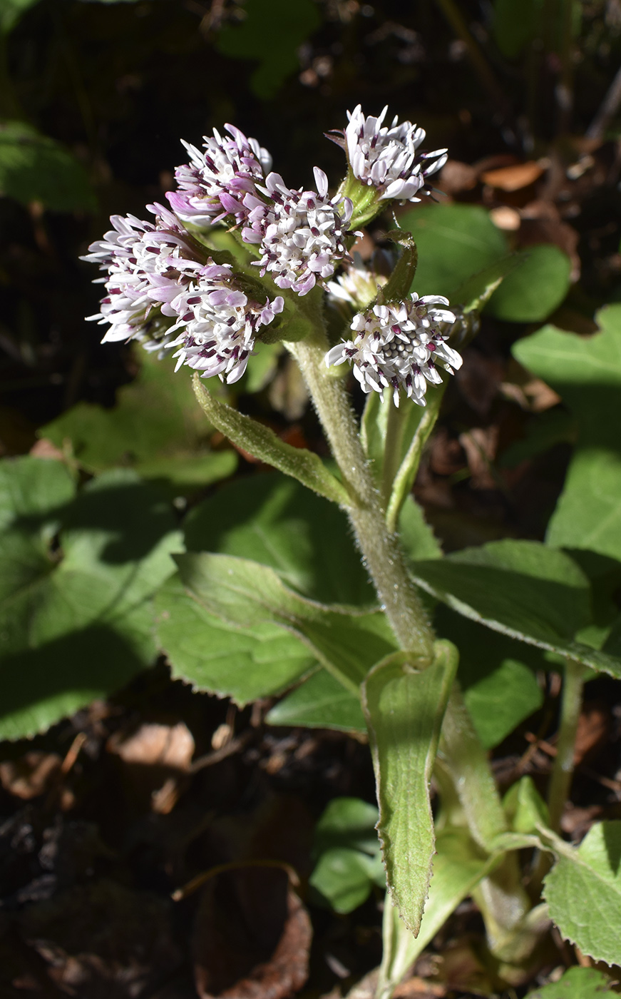 Image of Petasites pyrenaicus specimen.