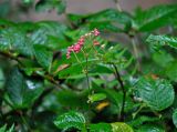 Persicaria chinensis. Верхушка побега с соцветием в бутонах. Малайзия, Камеронское нагорье, ≈ 1500 м н.у.м., опушка влажного тропического леса, берег реки. 03.05.2017.