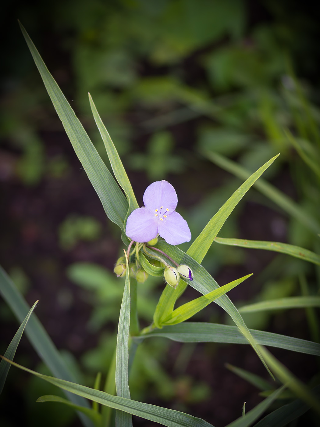 Image of Tradescantia &times; andersoniana specimen.