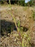 Tragopogon pratensis. Часть побега. Чувашия, окр. г. Шумерля, лесной массив \"Торф\". 25 июня 2010 г.