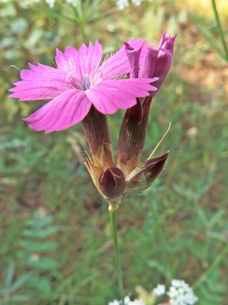 Изображение особи Dianthus borbasii.