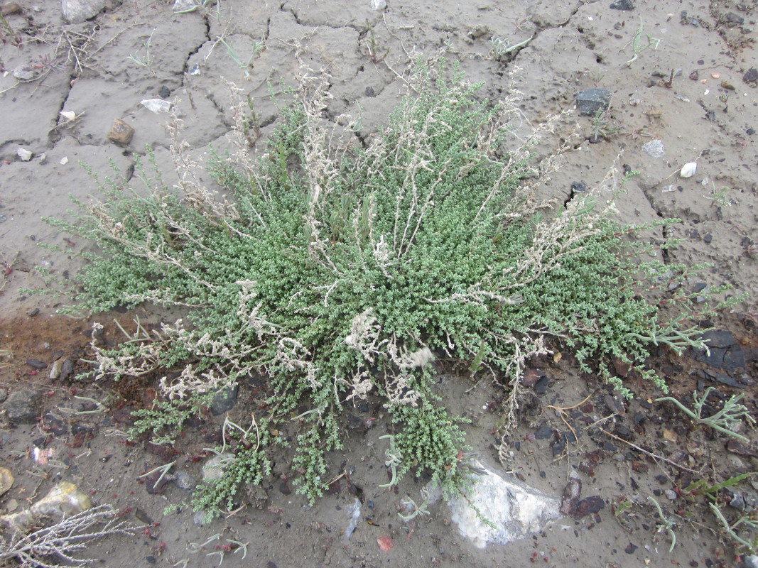 Image of Kalidium juniperinum specimen.
