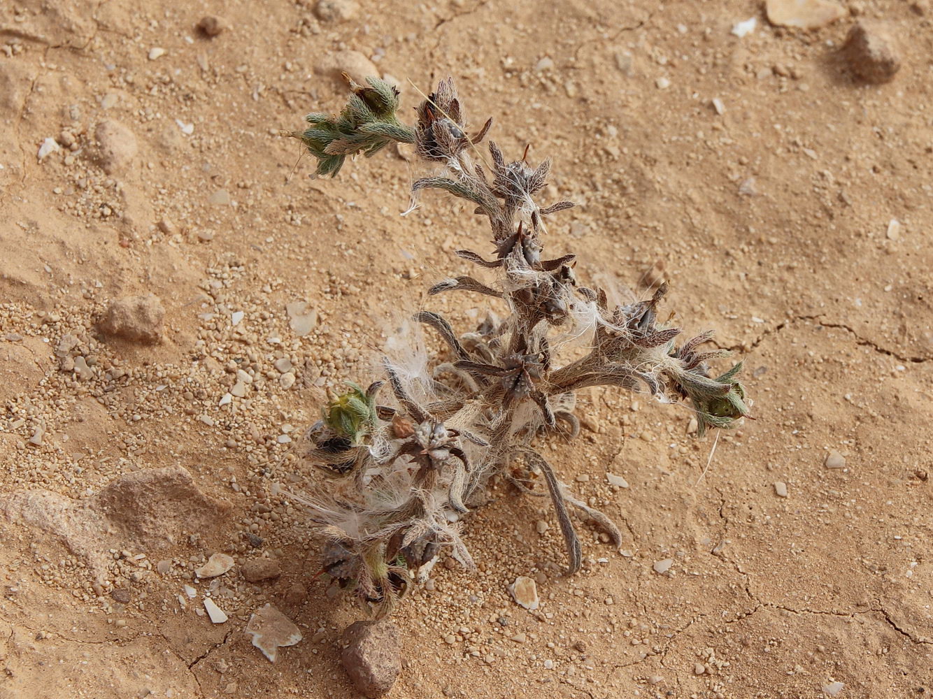 Изображение особи Lappula spinocarpos.