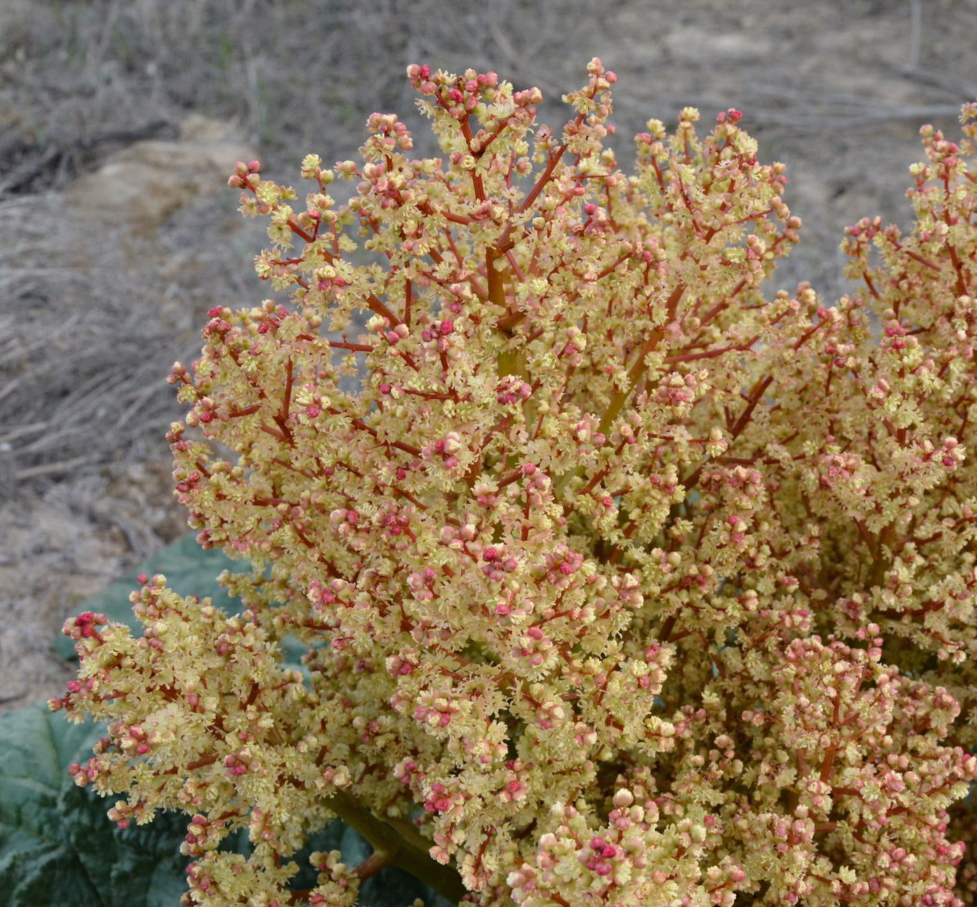 Image of Rheum tataricum specimen.