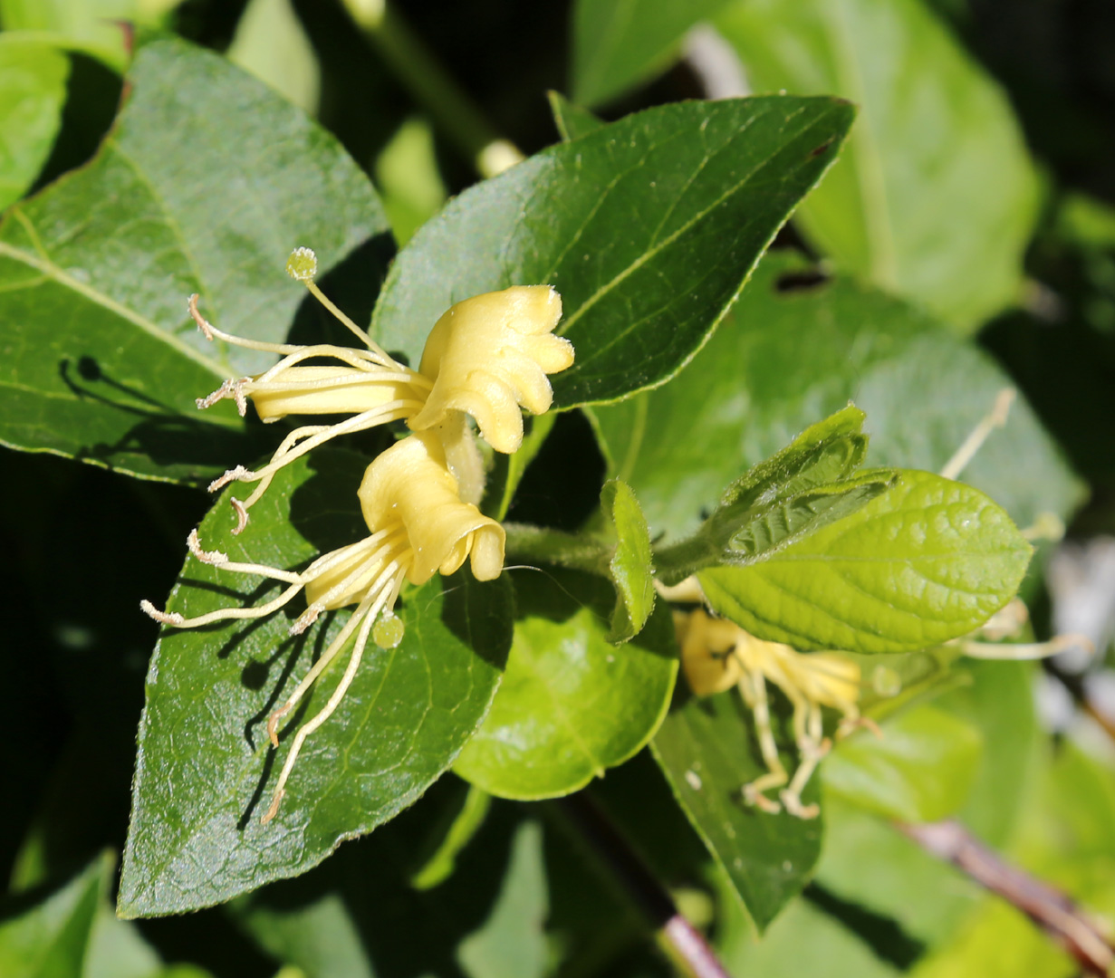 Изображение особи Lonicera japonica.