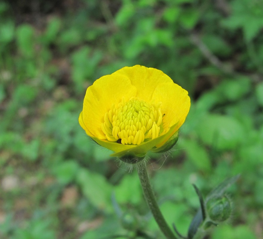 Изображение особи род Ranunculus.