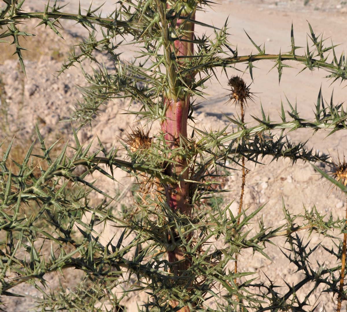 Image of Echinops spinosissimus specimen.