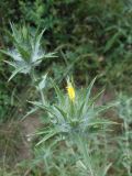 Carthamus lanatus