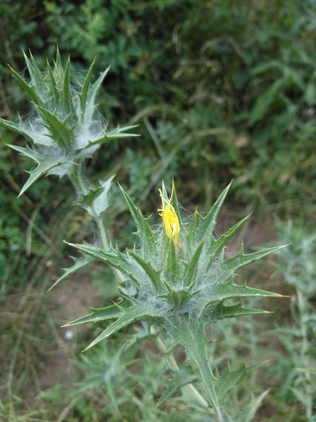 Изображение особи Carthamus lanatus.