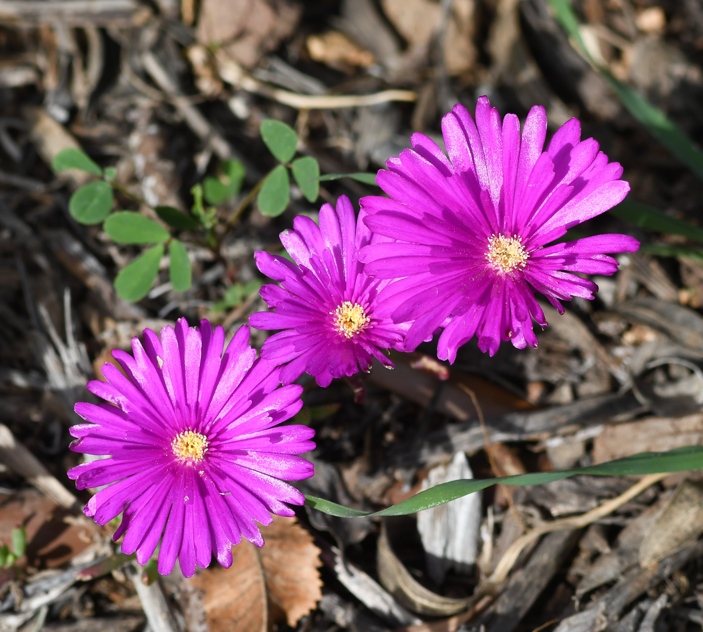 Image of Lampranthus productus specimen.