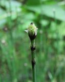 Equisetum scirpoides