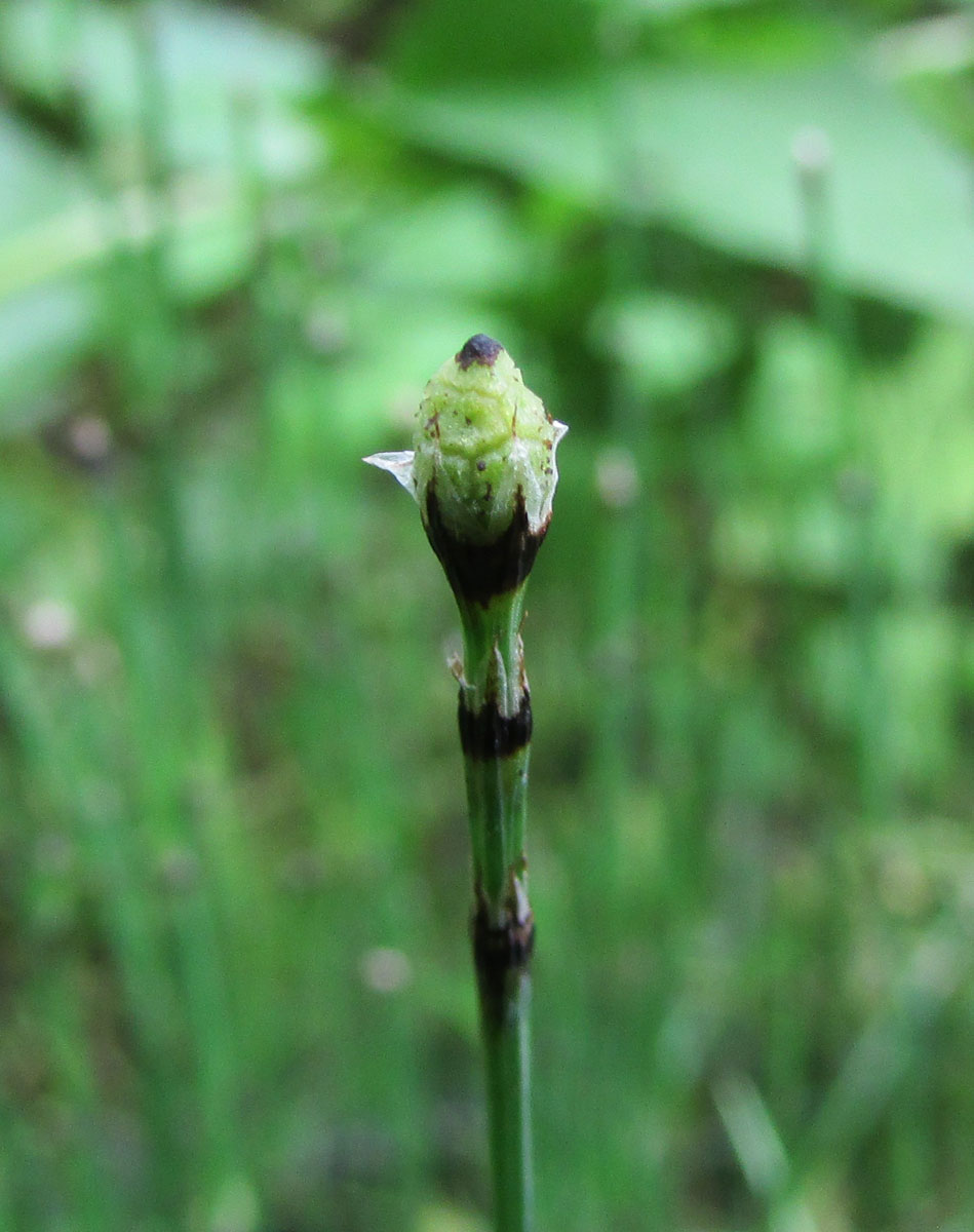 Изображение особи Equisetum scirpoides.