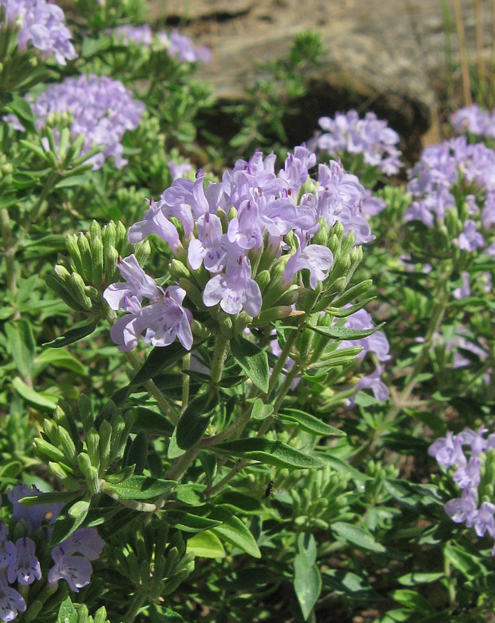 Изображение особи Ziziphora serpyllacea.