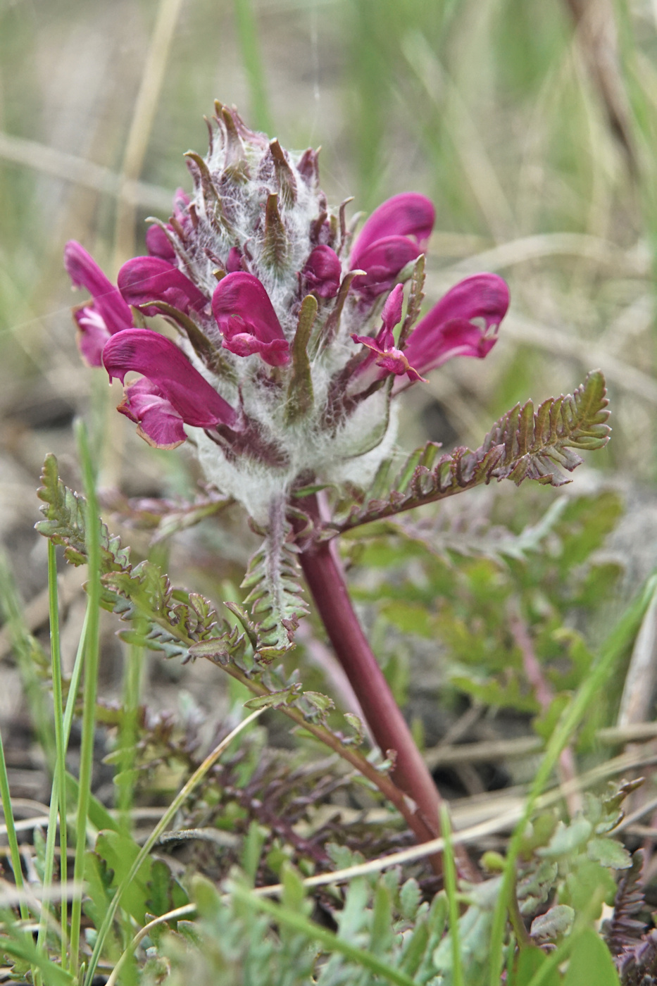 Изображение особи Pedicularis dasystachys.