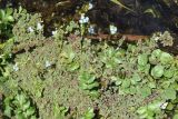Myosotis cespitosa