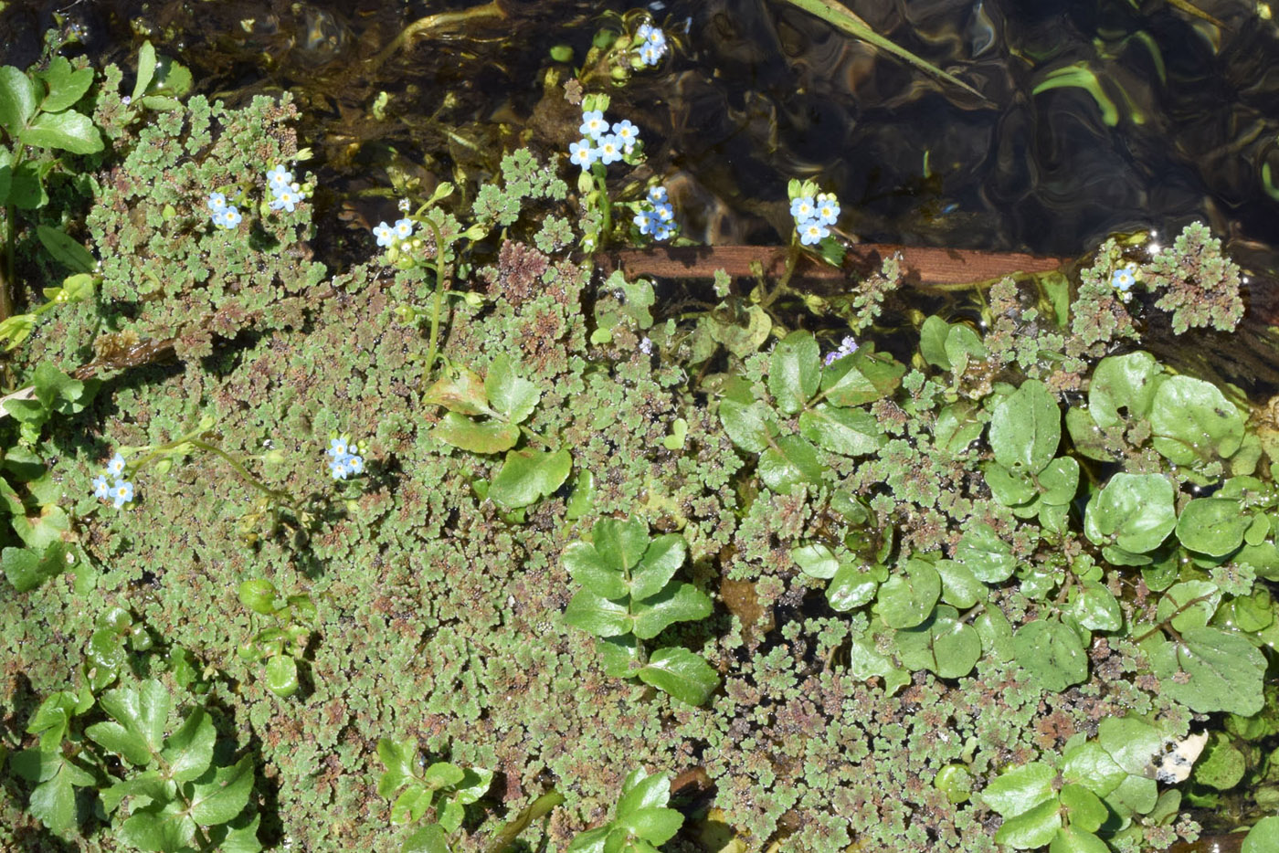 Image of Myosotis cespitosa specimen.