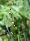 Melica nutans. Соцветие. Алтайский край, Чарышский р-н, верховья руч. Большой Тигирек. 16 июля 2010 г.