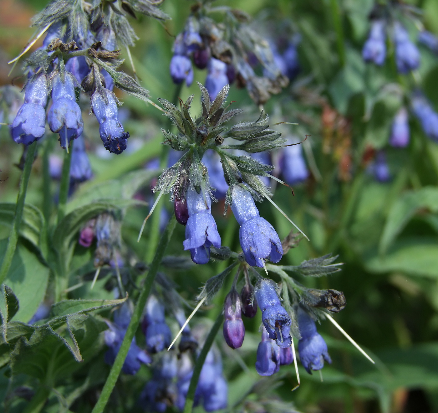 Image of Mertensia pubescens specimen.