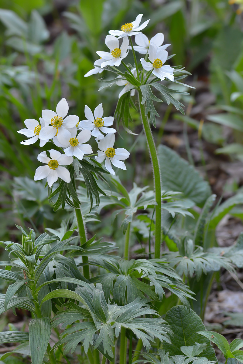 Изображение особи Anemonastrum fasciculatum.