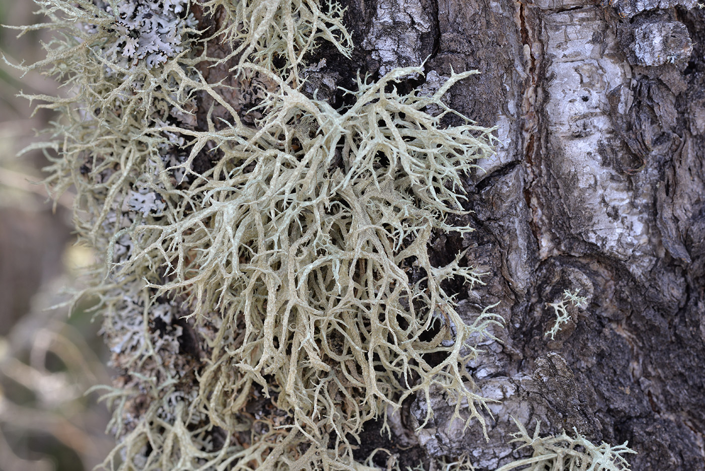 Image of Evernia mesomorpha specimen.