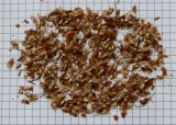 Larix occidentalis