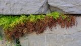 Cystopteris fragilis