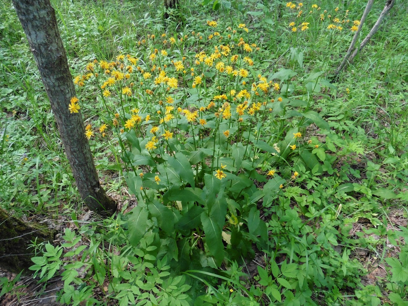 Изображение особи Crepis paludosa.