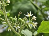 Solanum torvum