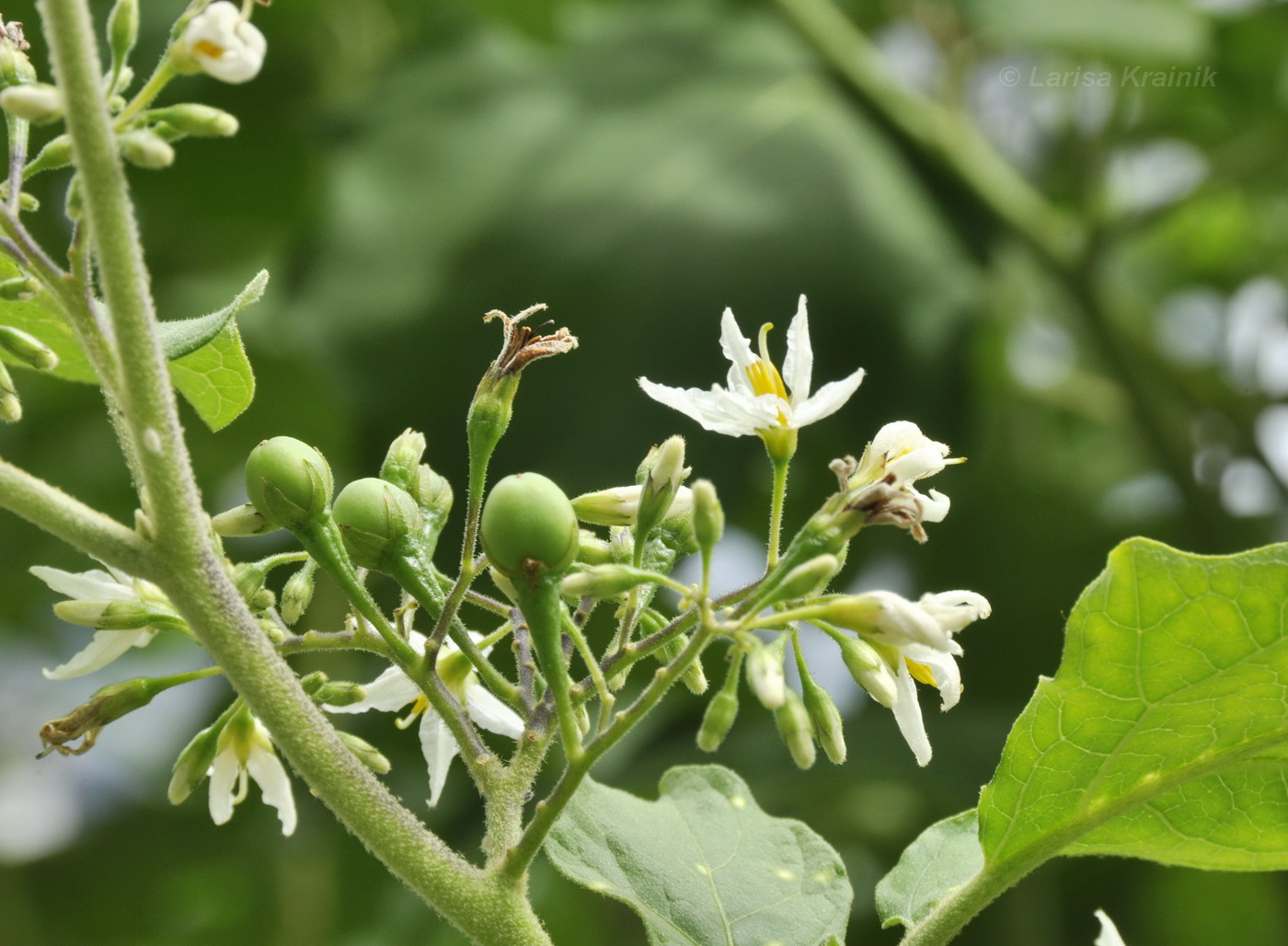 Image of Solanum torvum specimen.