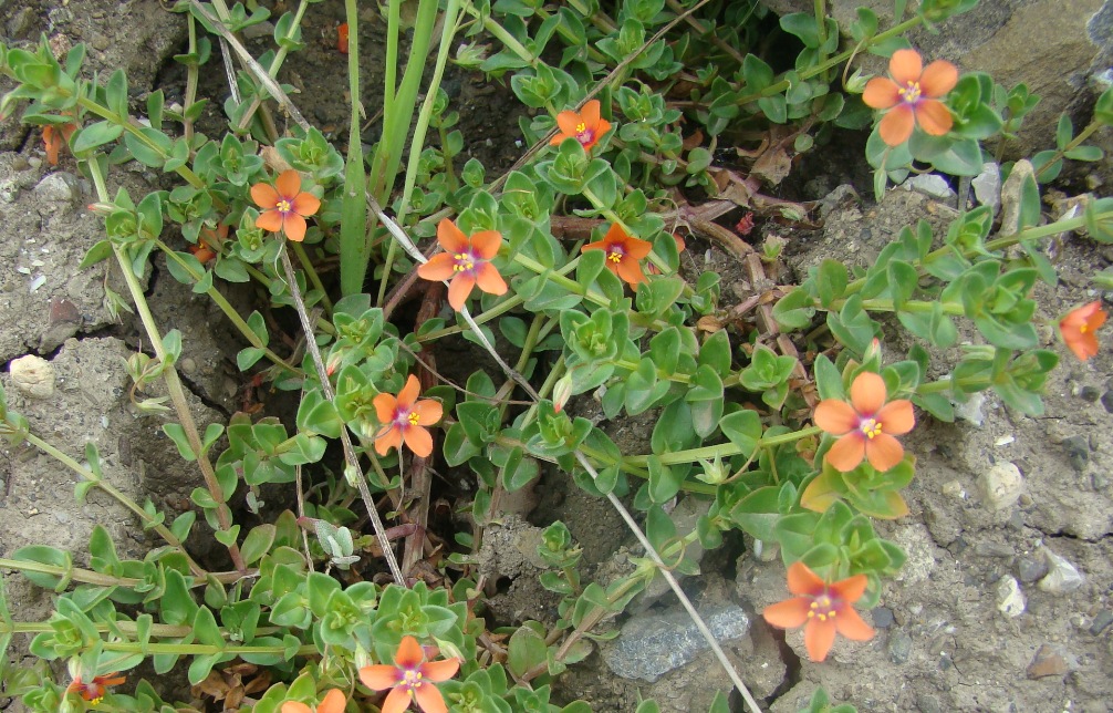 Изображение особи Anagallis arvensis.