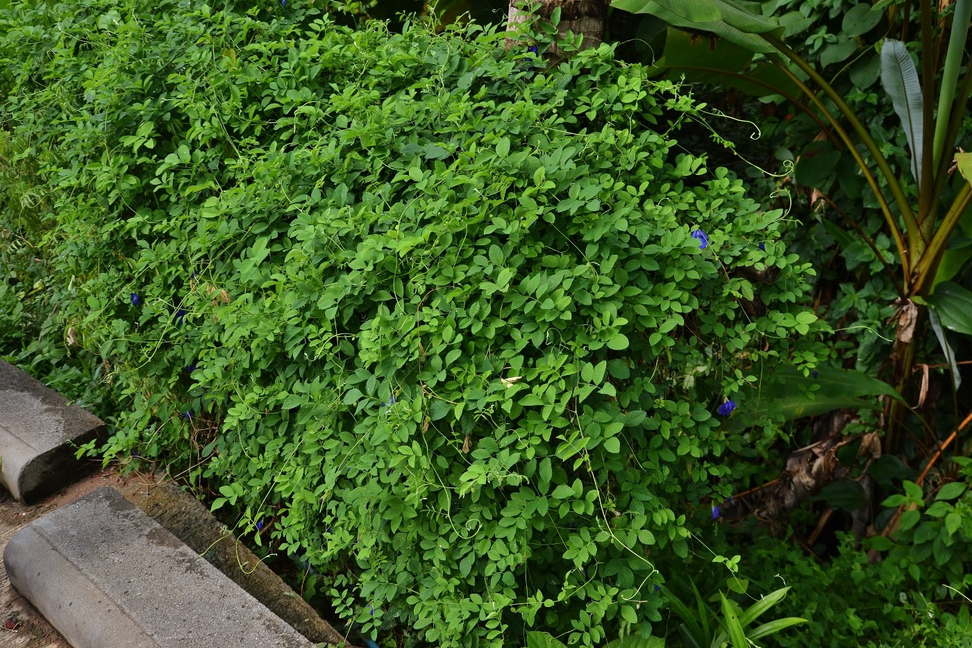 Image of Clitoria ternatea specimen.