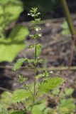 Clinopodium sachalinense. Верхняя часть цветущего побега. Сахалинская обл., Томаринский р-н, окр. г. Томари, берег р. Колмагорка (Колмогоровка). 30.07.2017.