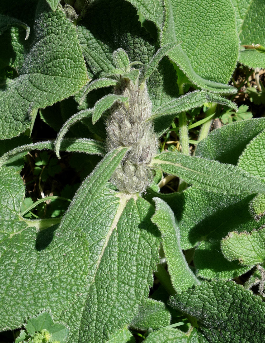 Image of Phlomoides oreophila specimen.