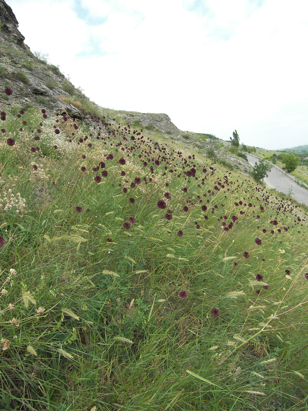 Image of Allium fuscoviolaceum specimen.