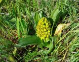 Orchis punctulata