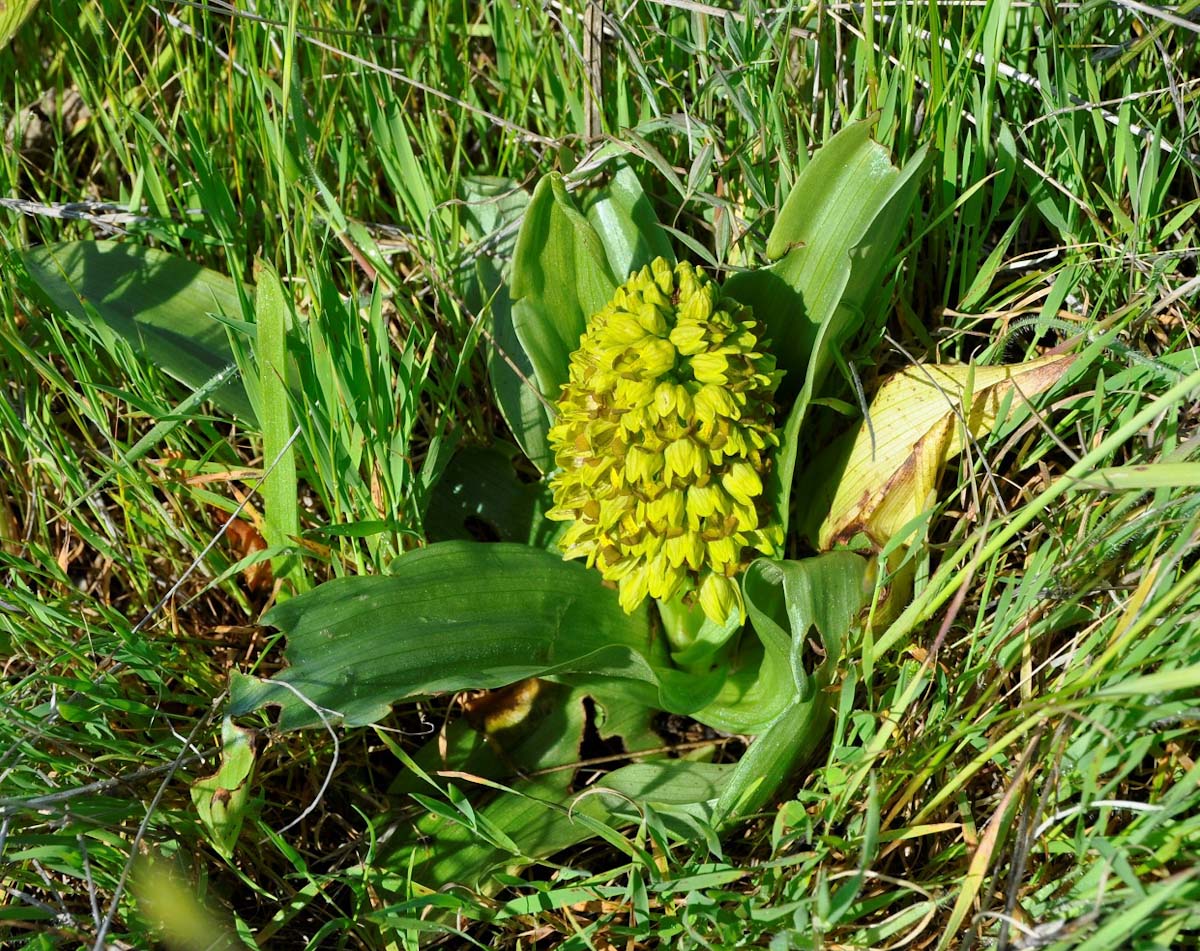 Image of Orchis punctulata specimen.