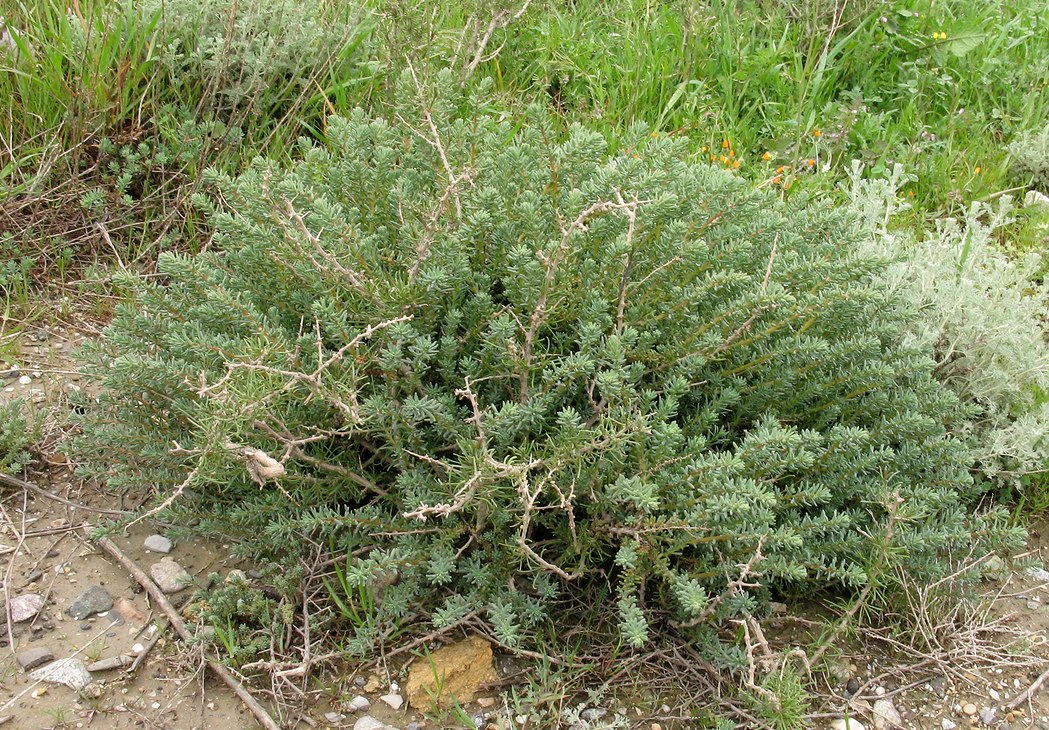 Изображение особи семейство Chenopodiaceae.