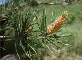 genus Pinus. Верхушка веточки с микростробилами. Кыргызстан, Чуйская обл., Аламудунский р-н, долина р. Ала-Арча, около дороги. 27.05.2019.