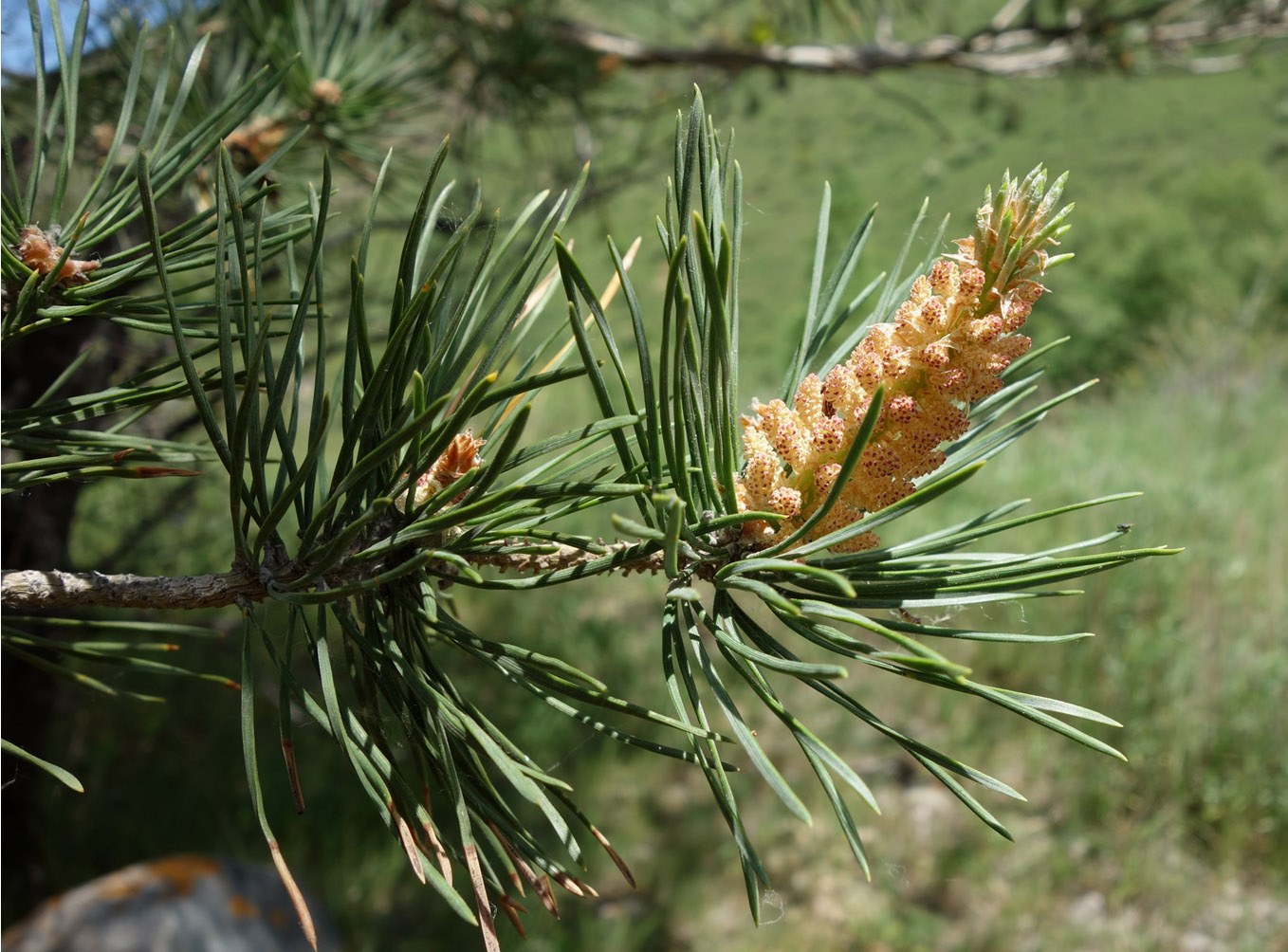 Изображение особи род Pinus.