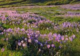 Geranium saxatile