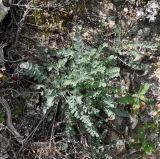 Astragalus cyprius