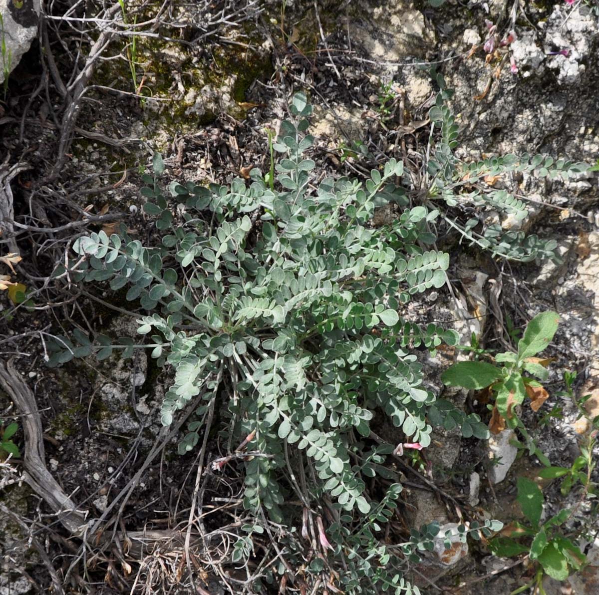 Изображение особи Astragalus cyprius.