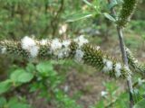 Salix gracilistyla